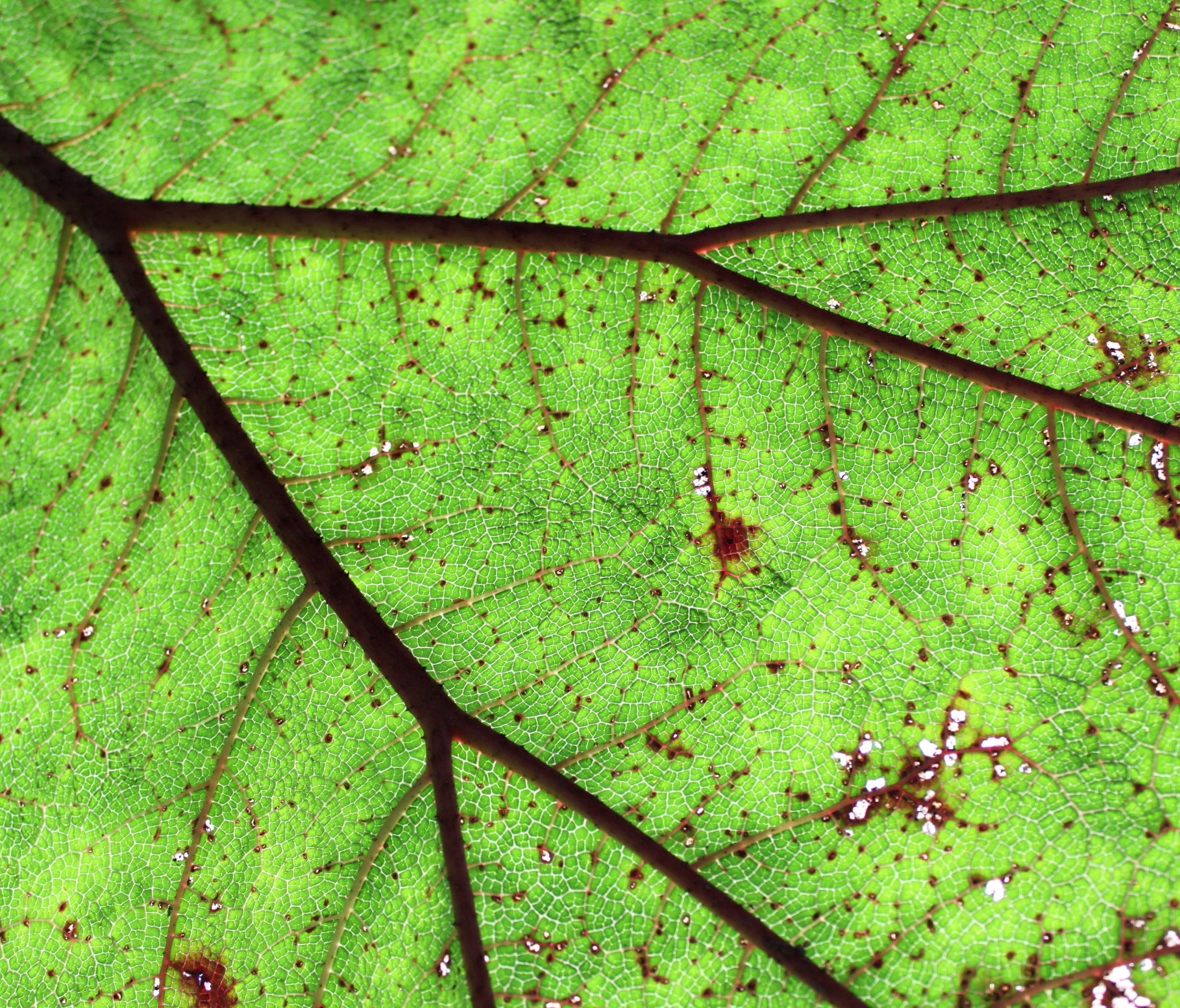 Leaf Veins.jpeg