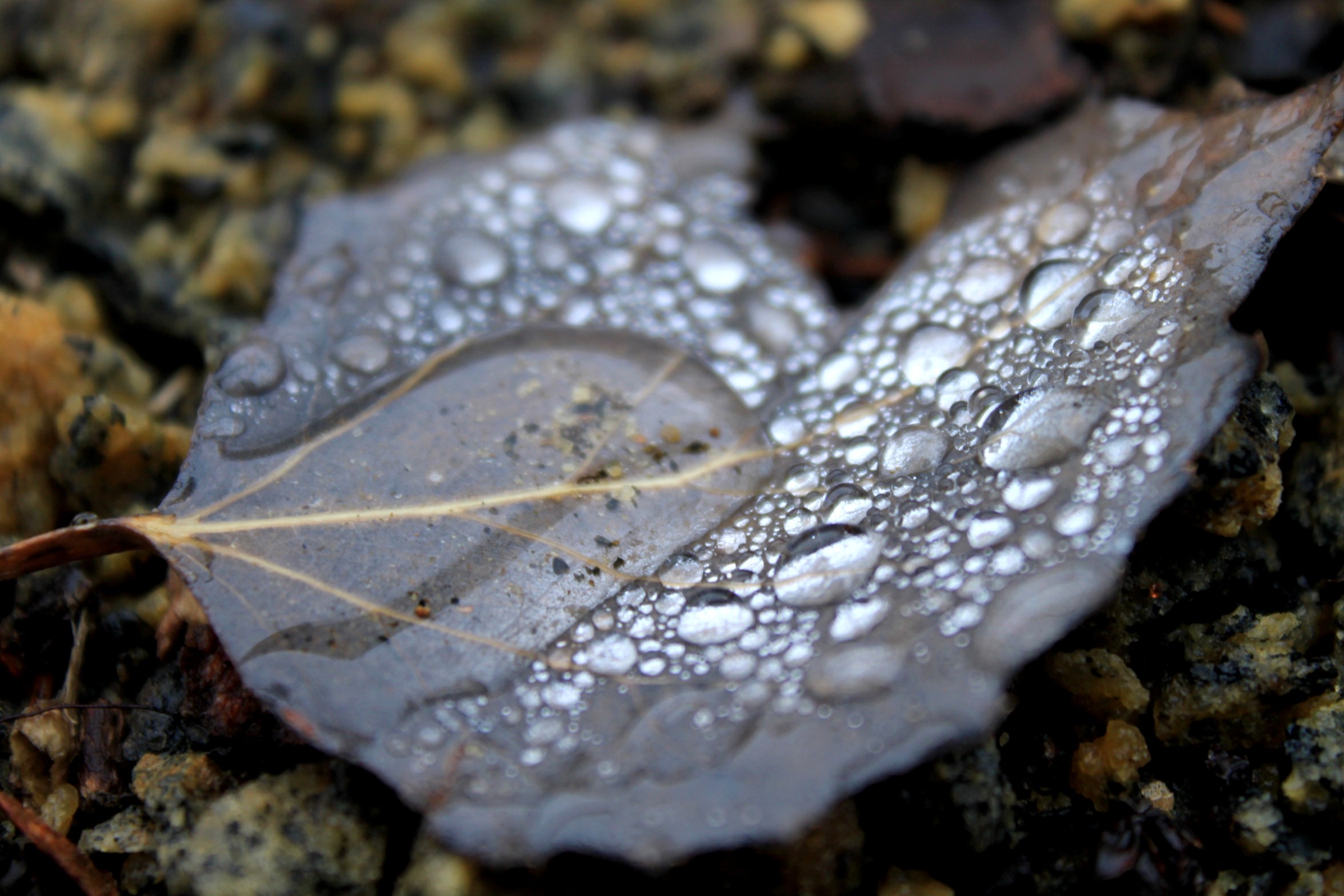 Dew on a leaf