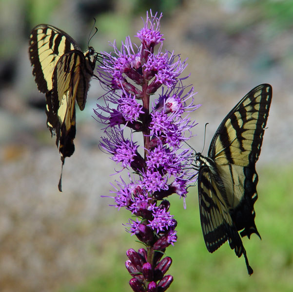 Yellow Swallowtail Butterflies on Liatris Flowers