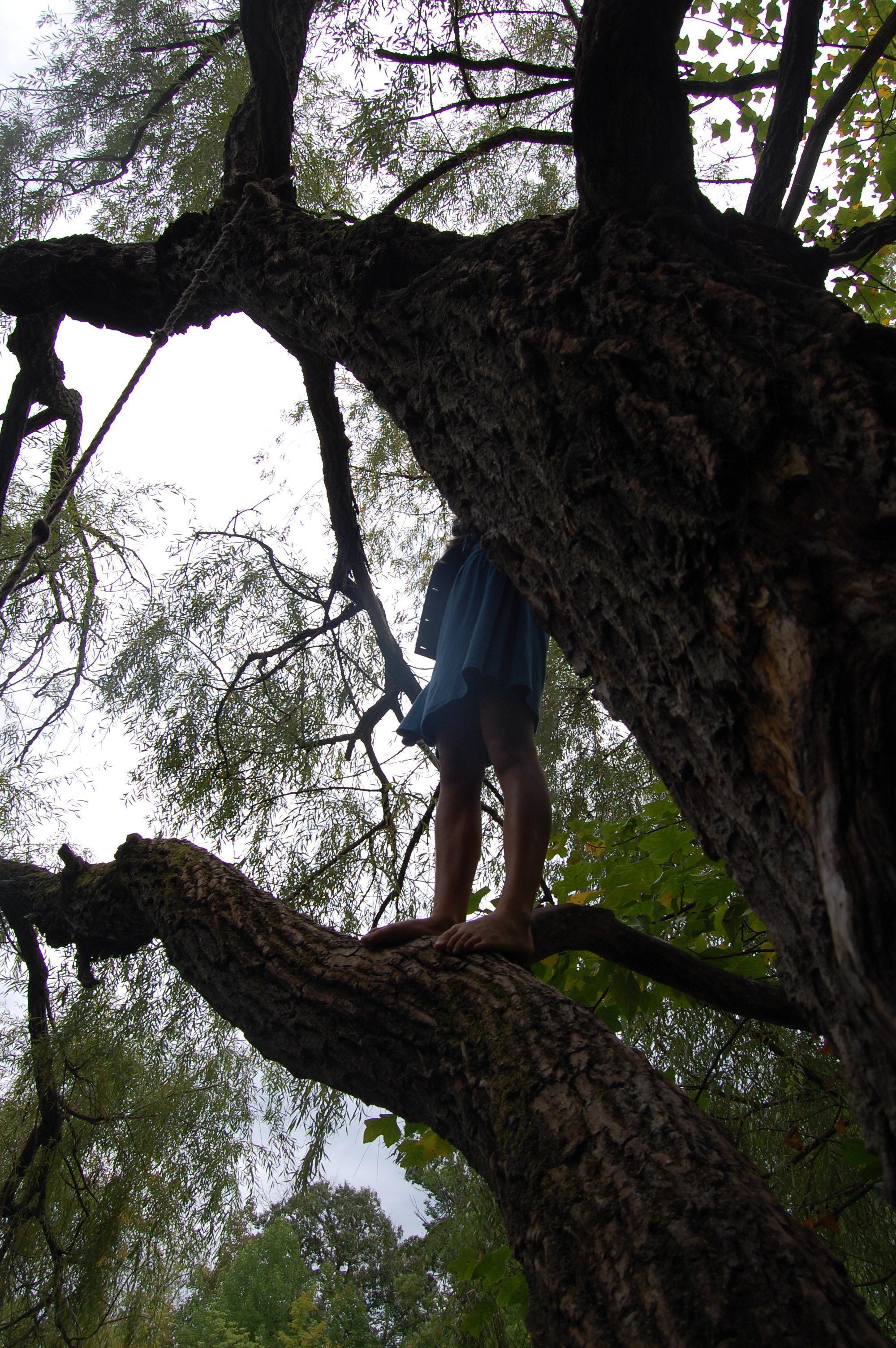 Hiding in a Tree