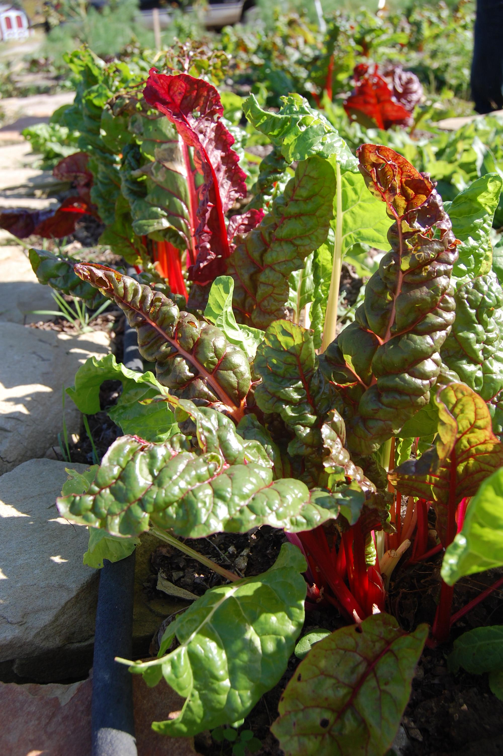 Organic Rainbow Chard