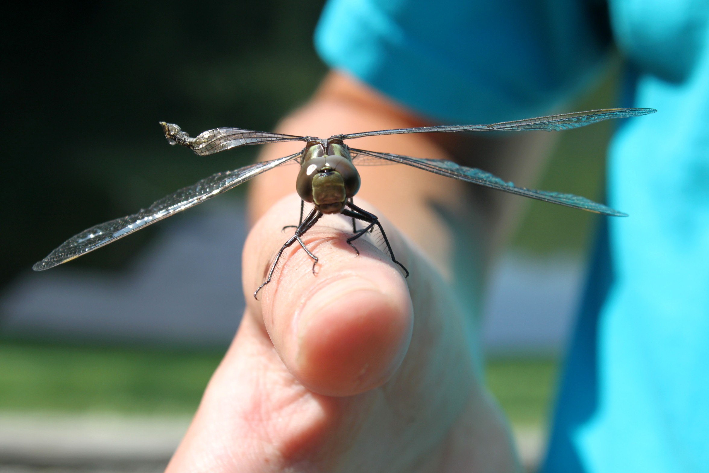 Up close dragonfly