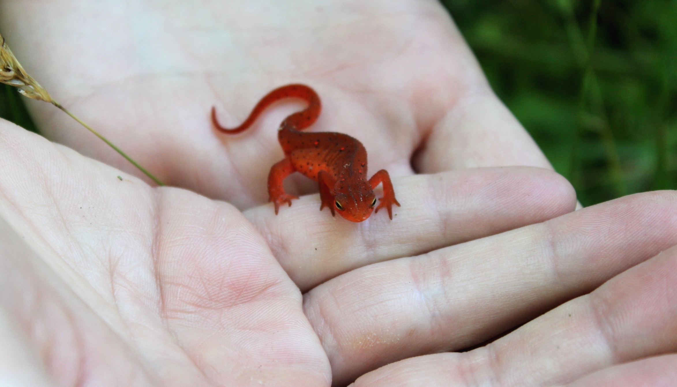 Red eft salamander