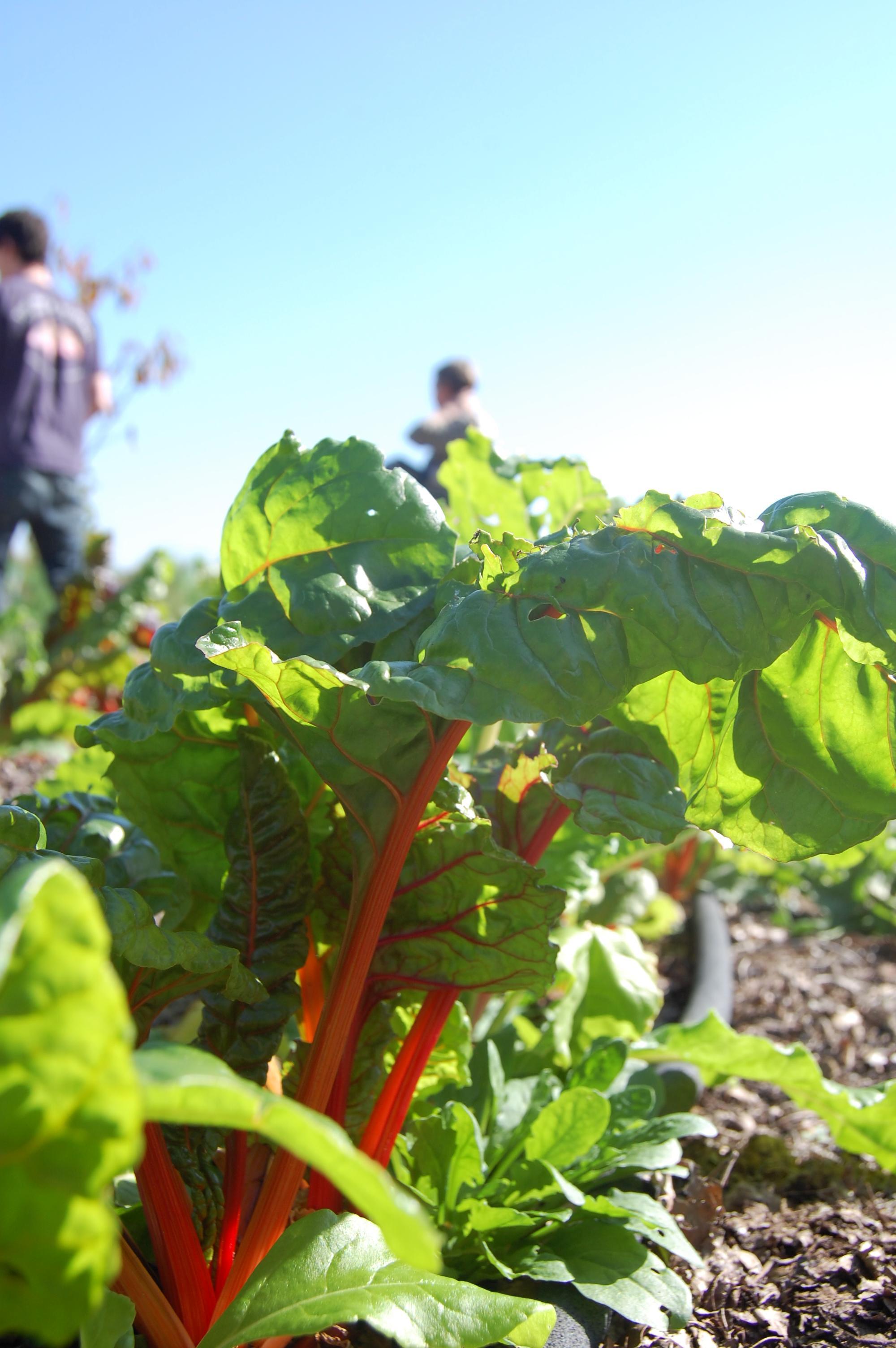 Organic Rainbow Chard