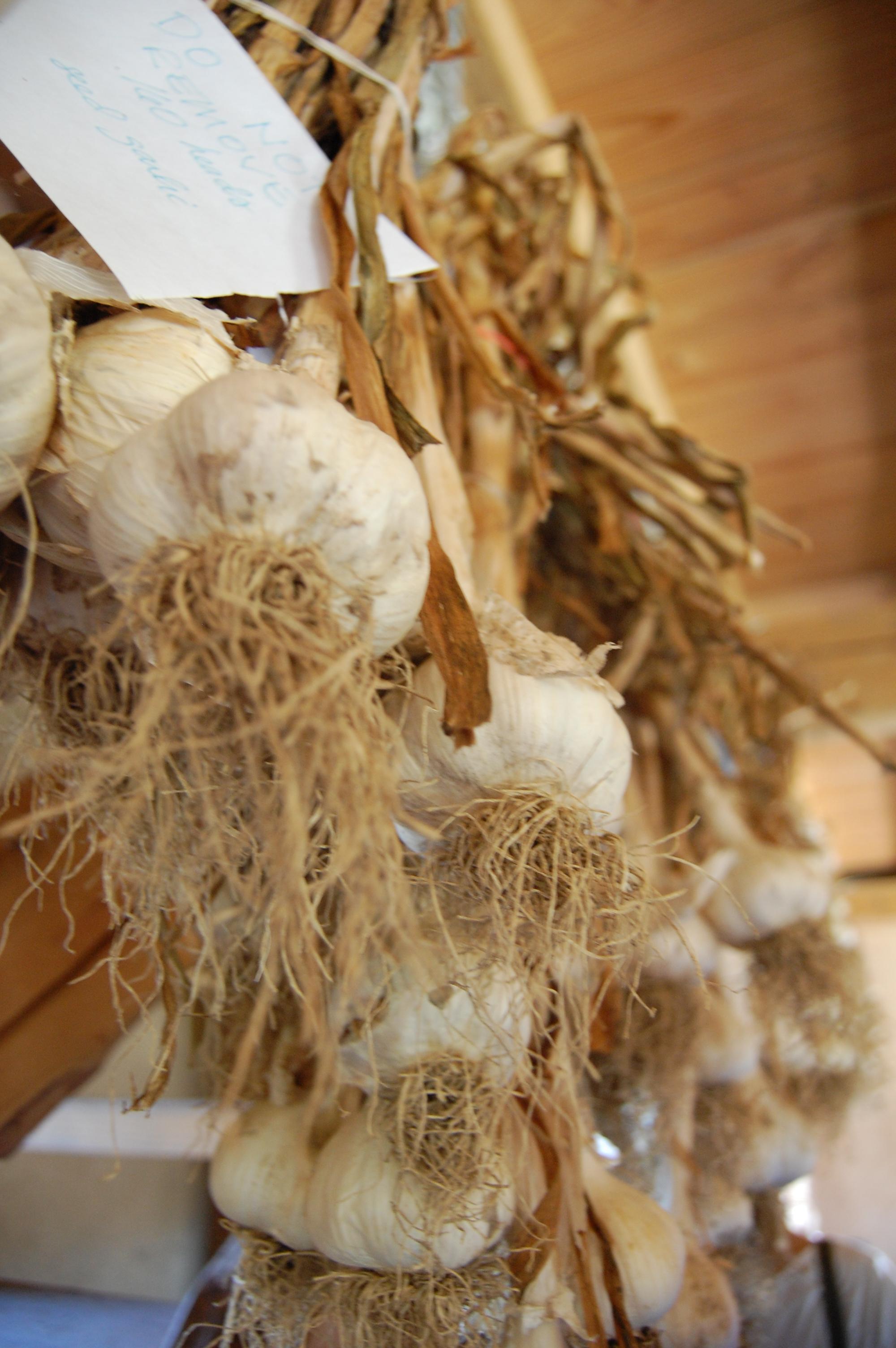 Drying Garlic