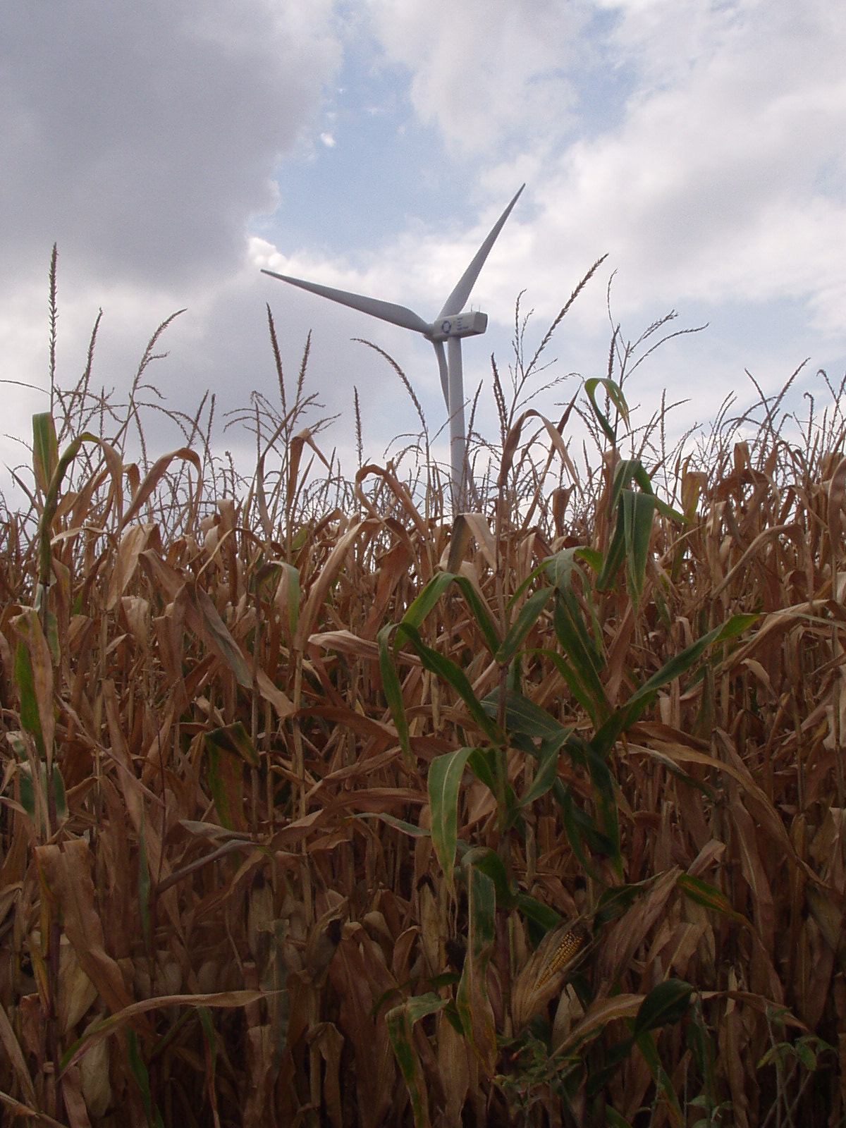 A Bowling Green wind turbine peeks out from behind some corn