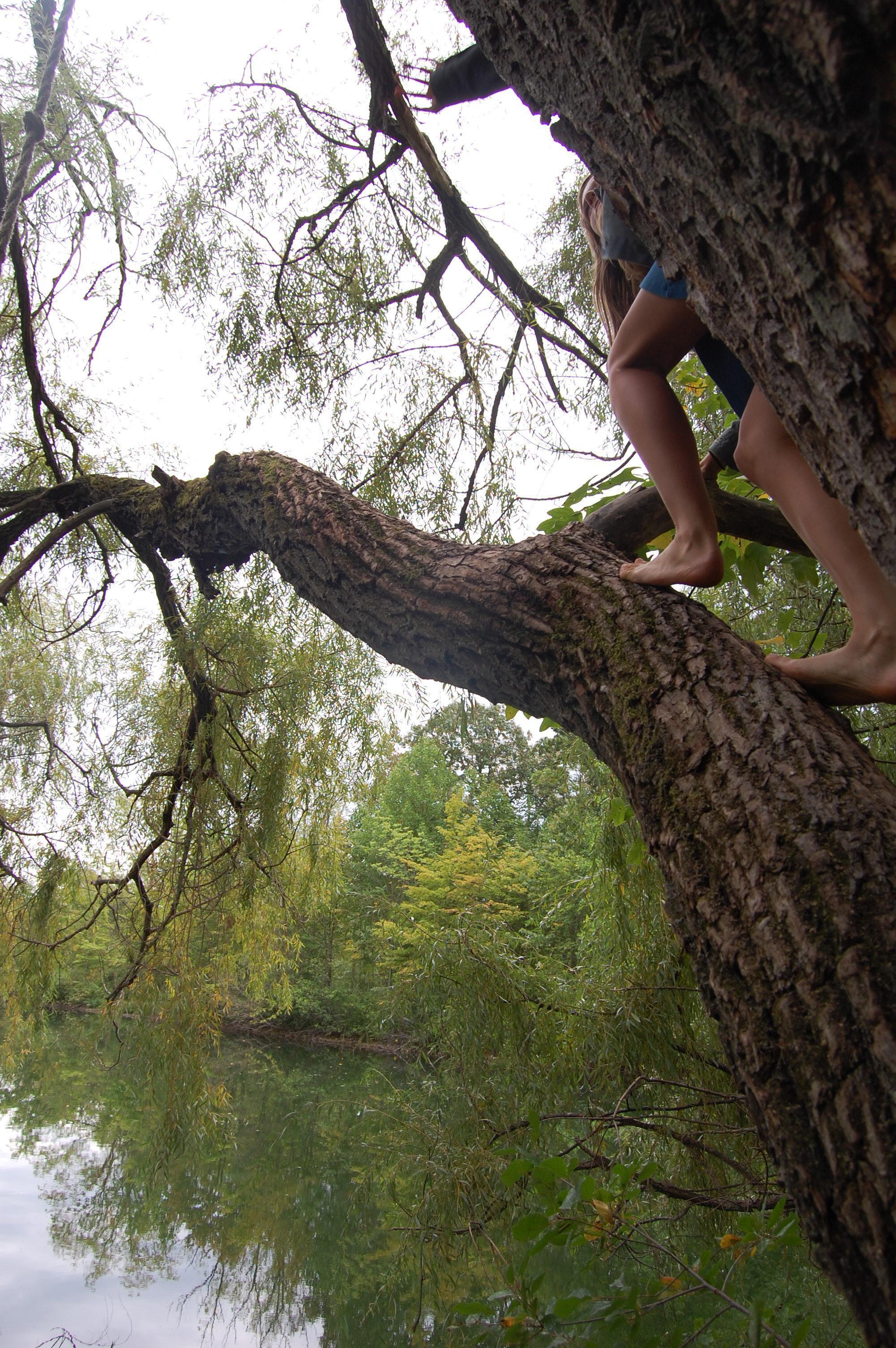 Climbing Willow Tree Overhanging Arb Pond