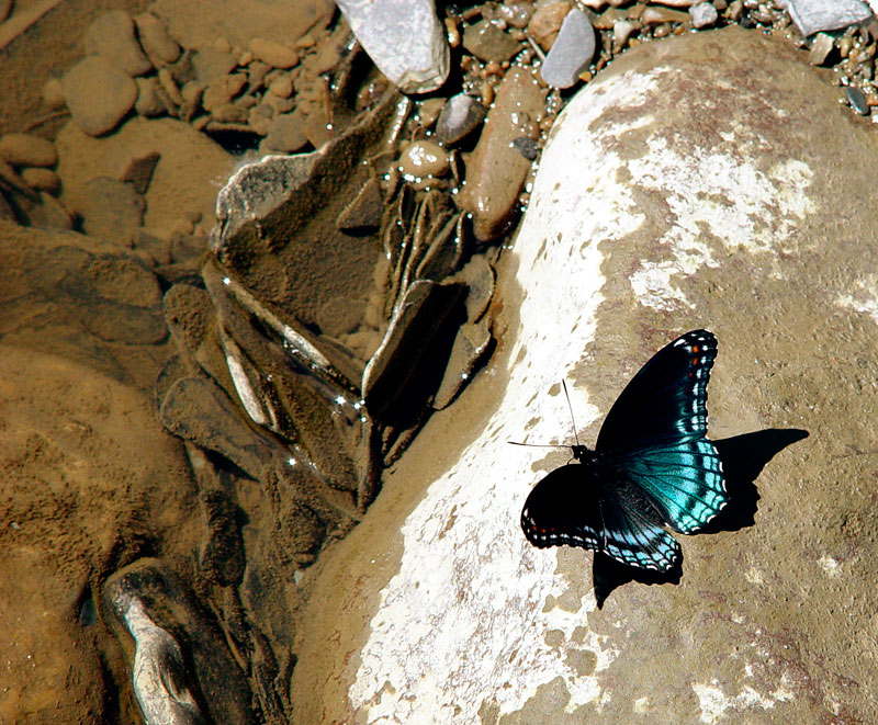 Red-spotted Purple (Limenitis arthemis astyanax) Butterfly