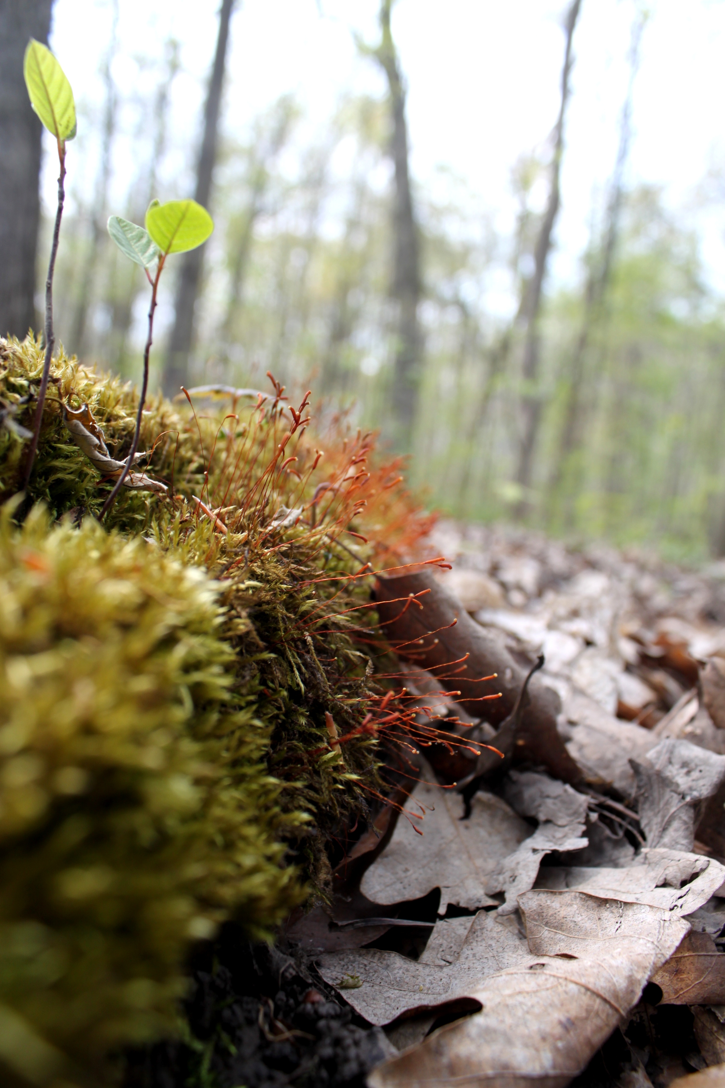 Moss sporophytes on a log in the Arb