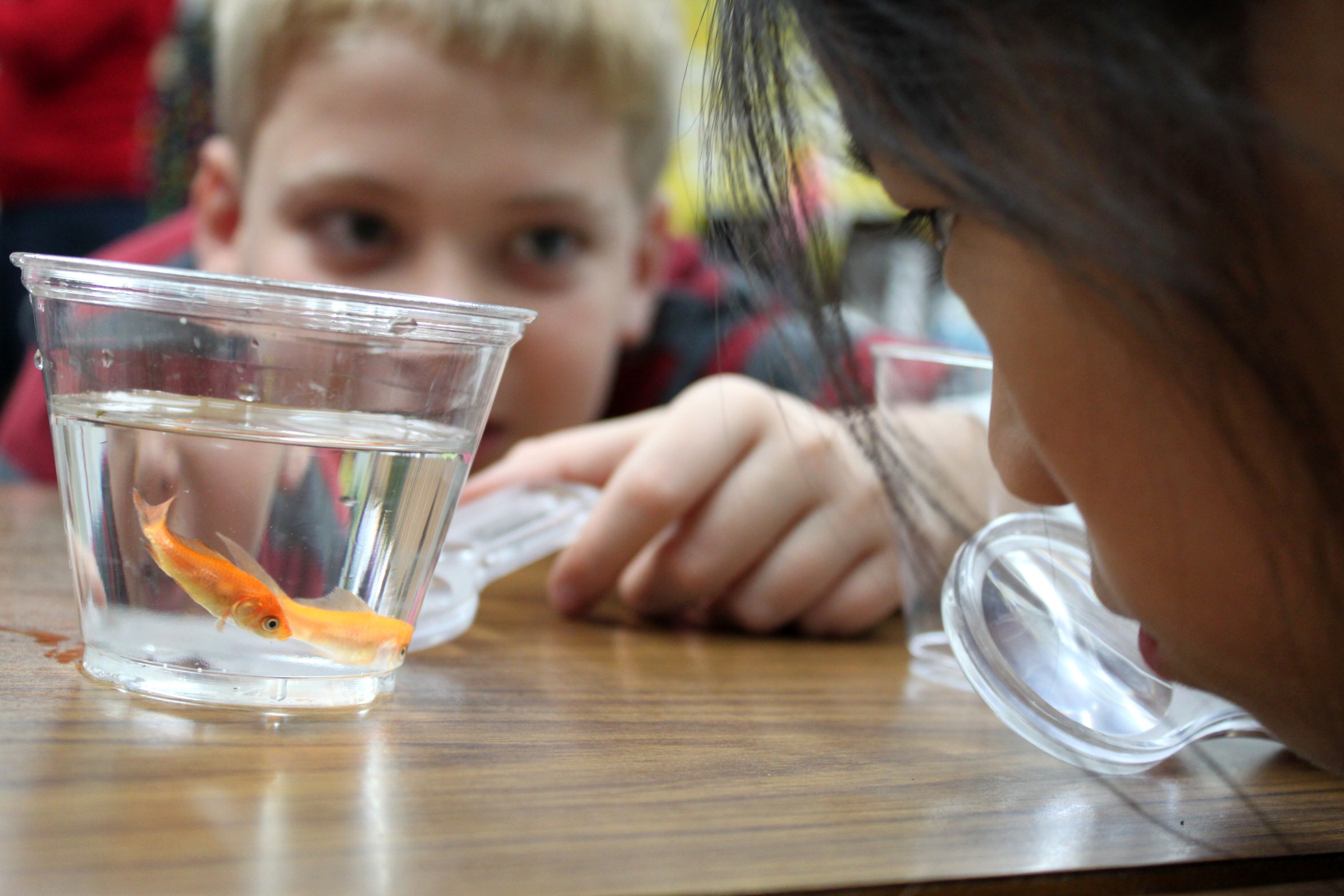 Prospect students prepare goldfish for new home