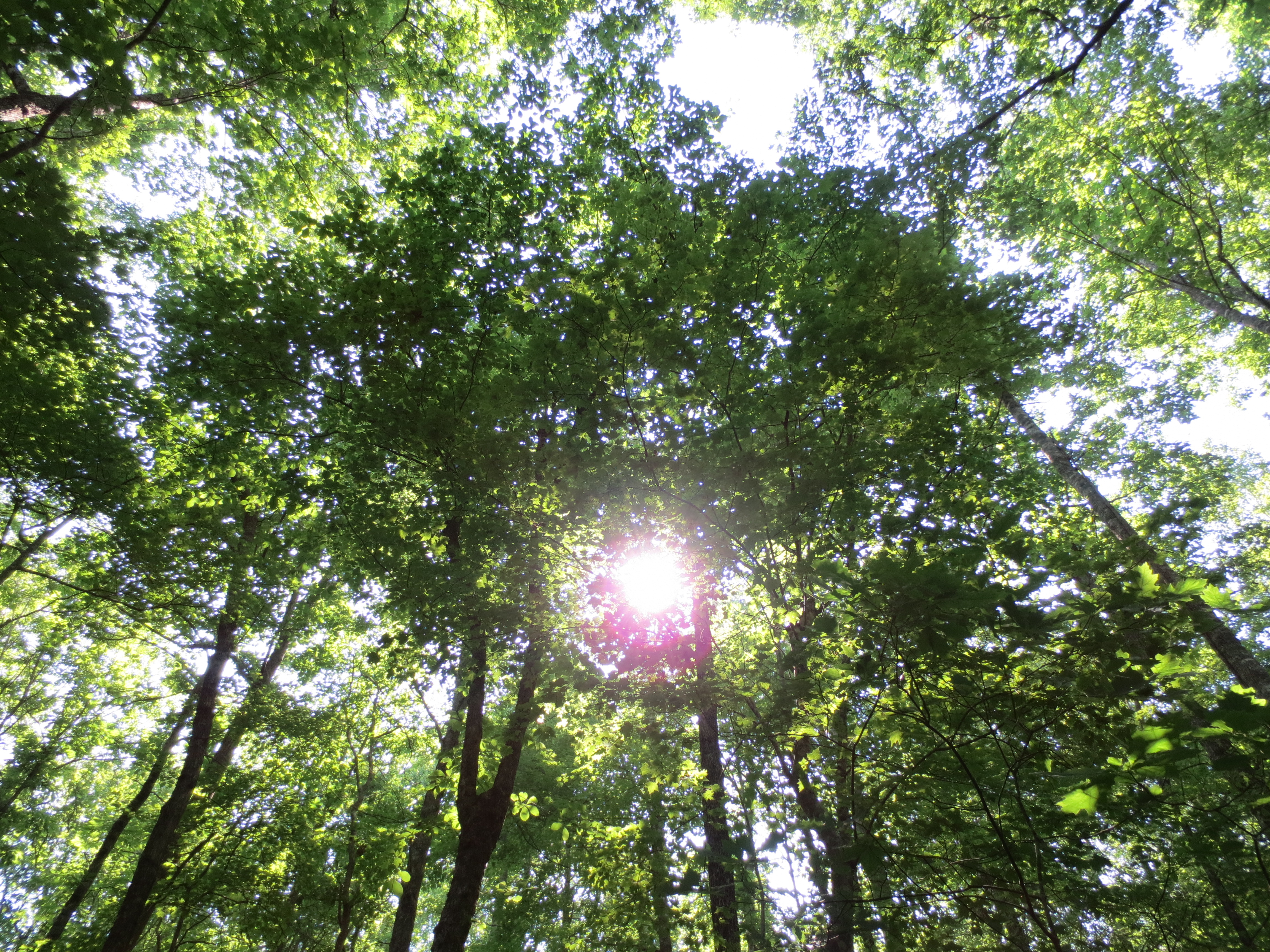 Sun through the trees