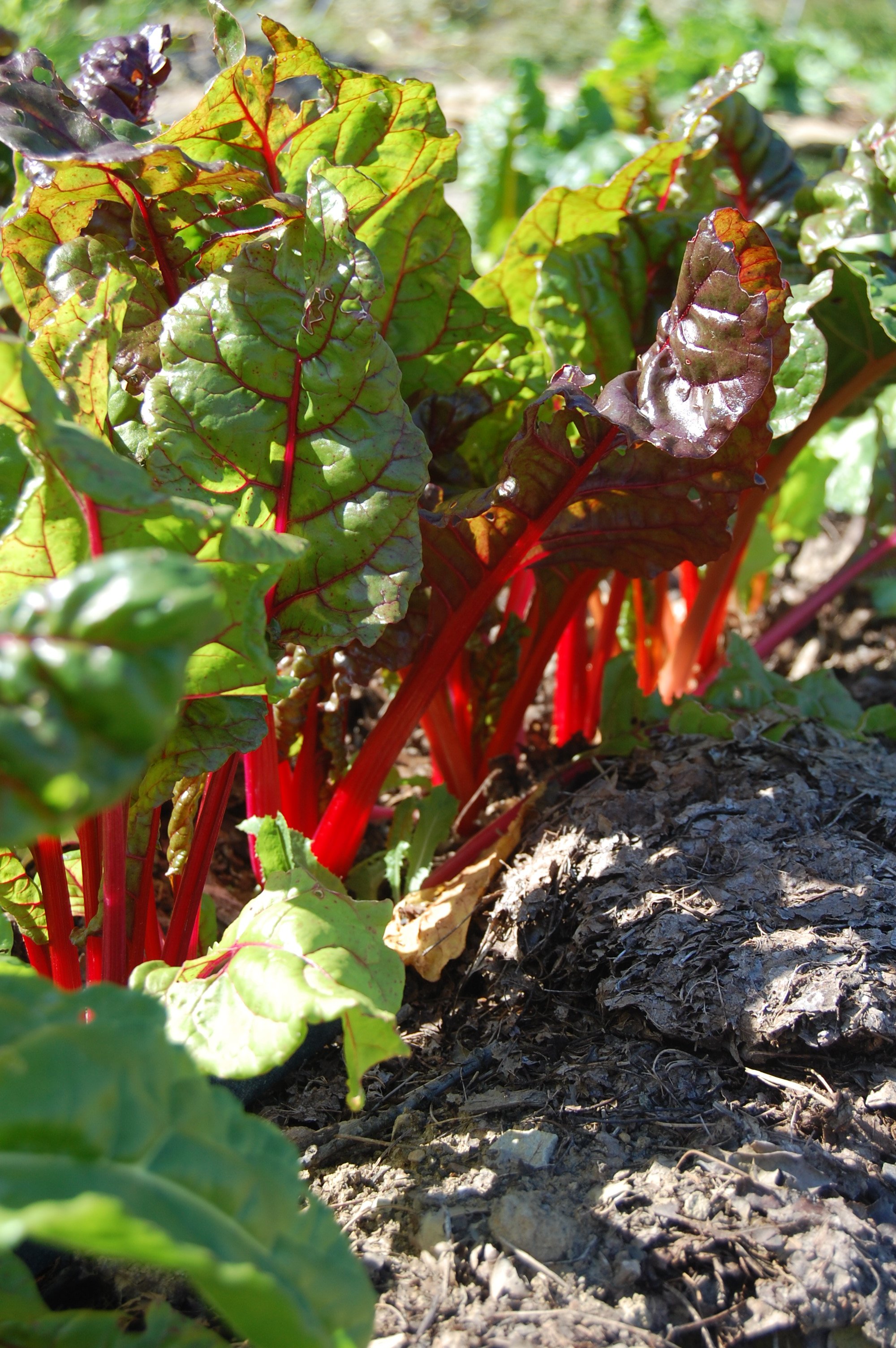 Swiss Chard