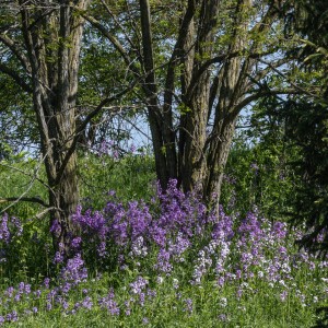 wildflower hill Linda Grashoff.jpg