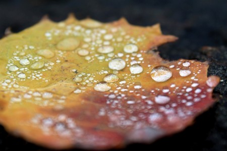 Dewdrops