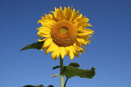 Sunflower in Blue Sky