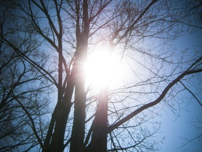 Trees