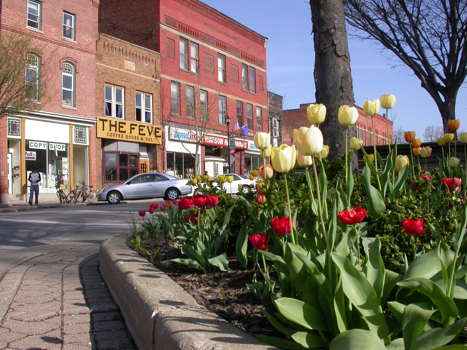 Tulips Downtown